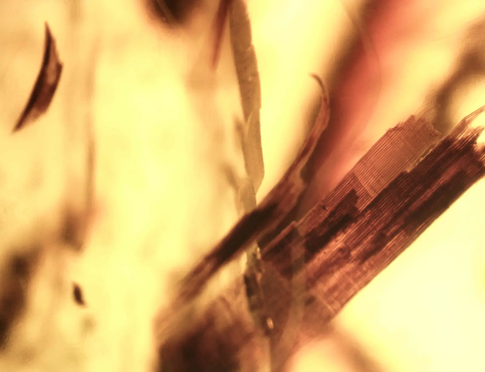 Okno do druhohorního světa myanmarského jantaru