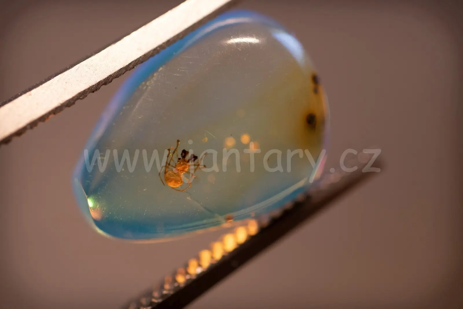 Druhohorní jantar s inkluzemi a hmyzem