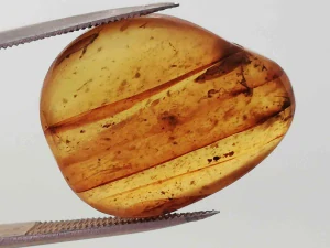 Druhohorní jantar z Myanmaru BJ-7
