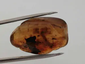 Křídový jantar B-126
