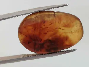 Křídový jantar B-17