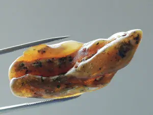 Baltský jantar P-12