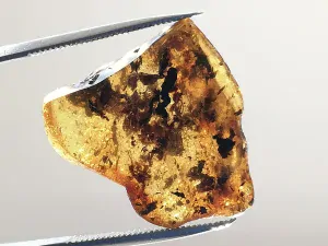 Okno do baltského jantaru PO-41