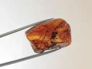 Okno do baltského jantaru PO-72