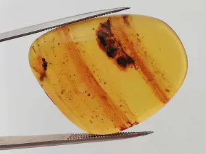 Křídový jantar B-37
