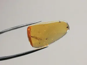 Křídový jantar B-8