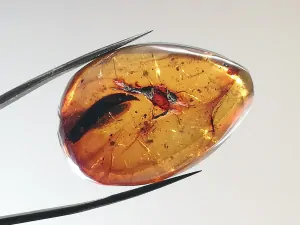 Křídový jantar B-118