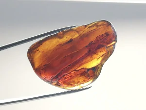 Křídový jantar B-219