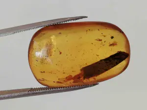 Křídový jantar B-45