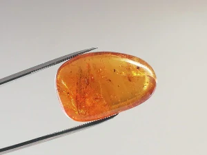 Křídový jantar B-236