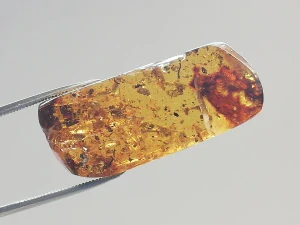 Křídový jantar B-237