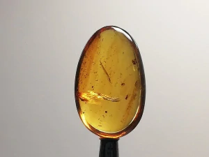 Křídový jantar B-239