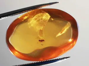 Křídový jantar B-58