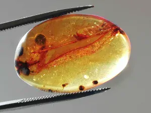 Křídový jantar B-62
