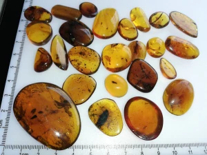  Křídový jantar SJ-61