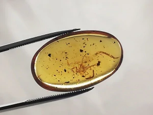 Druhohorní jantar z Myanmaru JHI-19