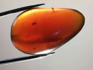 Křídový jantar B-70