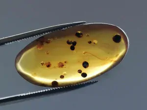 Křídový jantar B-71