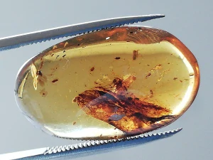 Druhohorní jantar z Myanmaru JHI-1