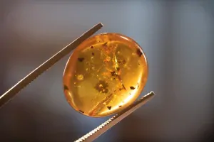 Křídový jantar B-89