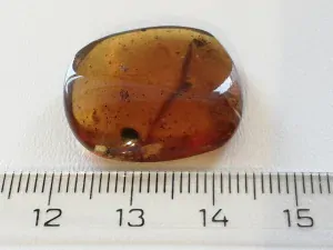 Křídový jantar B-95