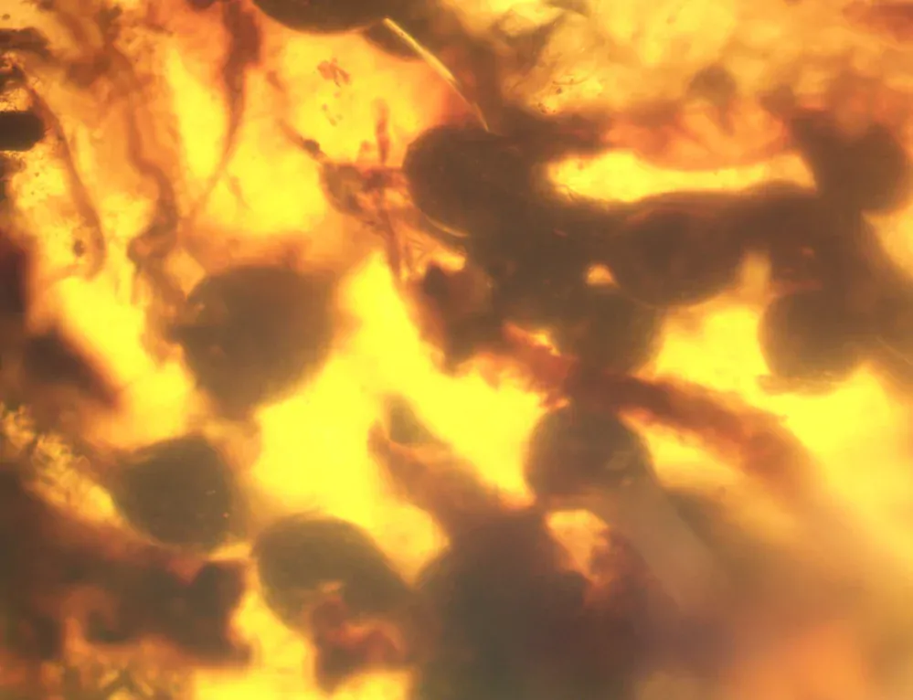 Okno do křídového jantaru BO-7