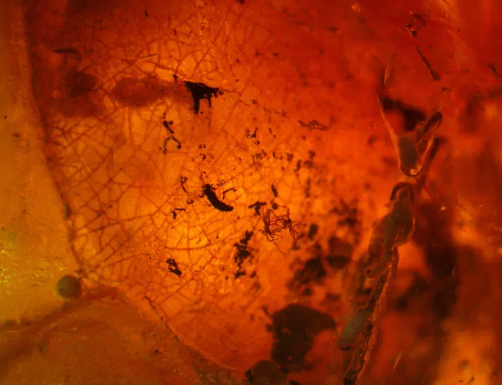 Okno do baltského jantaru PO-13