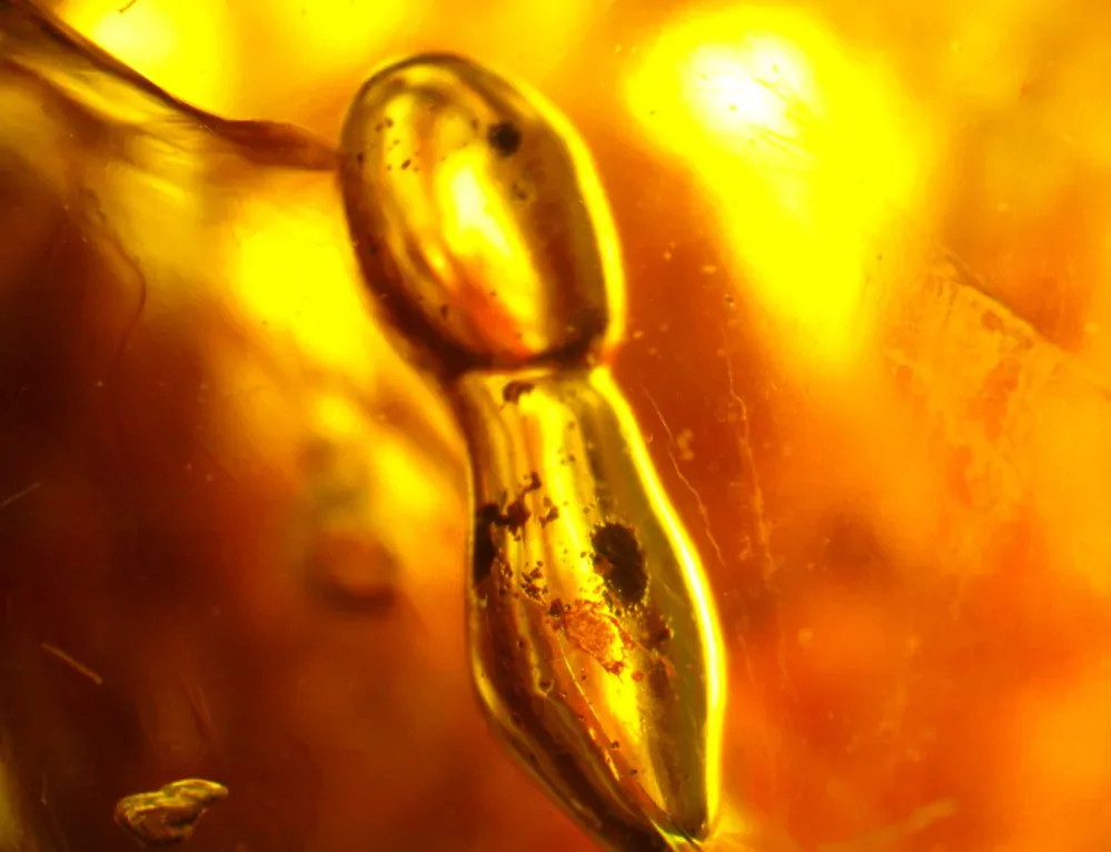 Okno do baltského jantaru PO-22