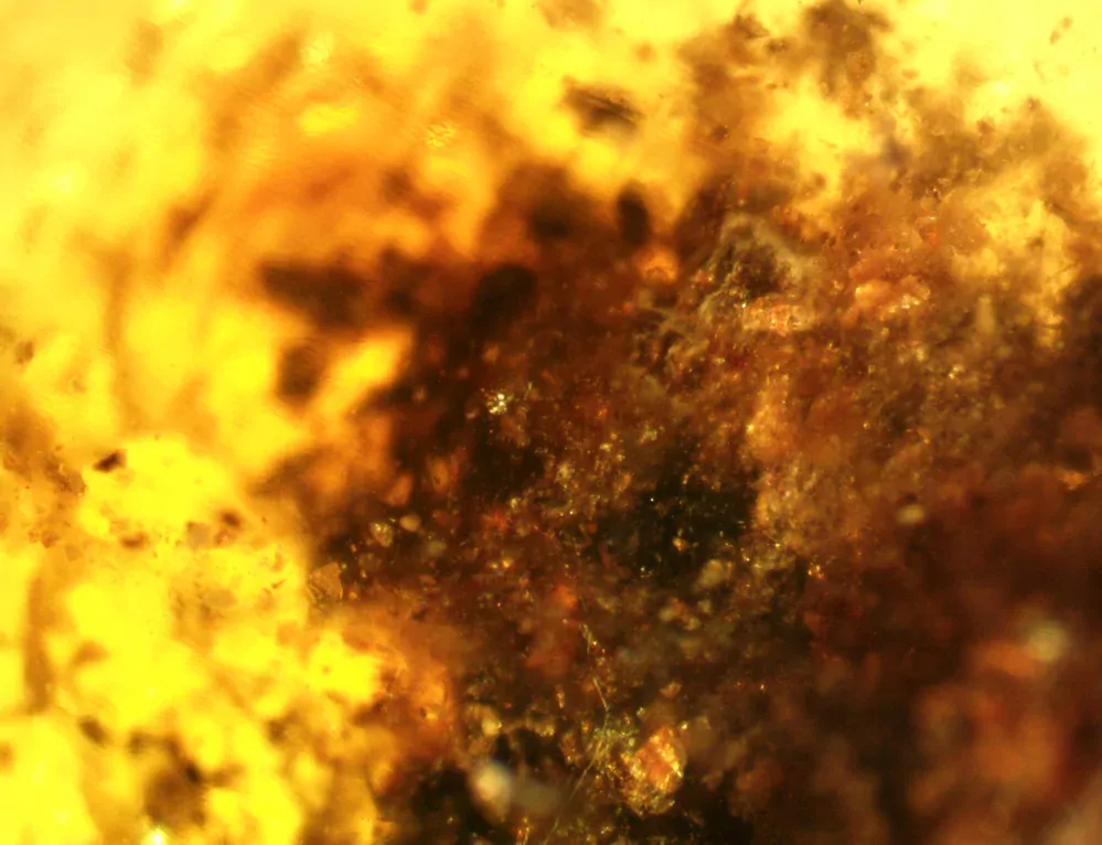 Okno do baltského jantaru PO-28