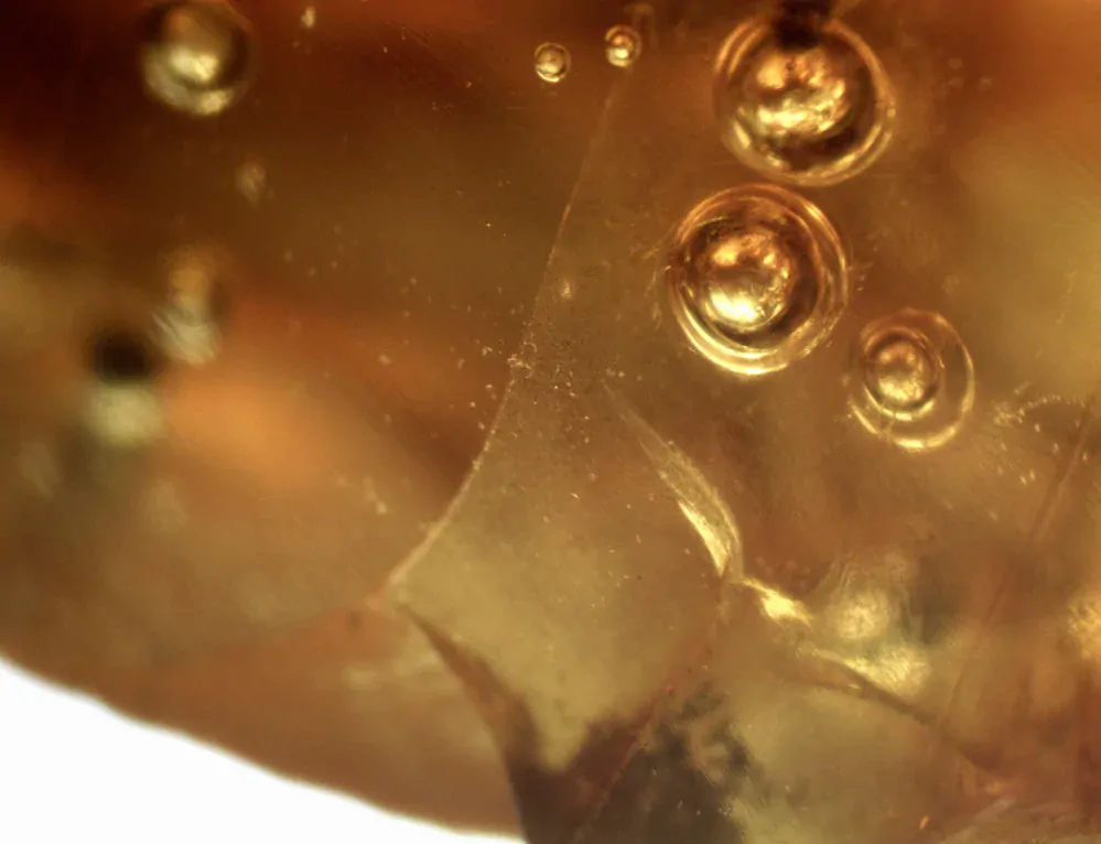 Okno do baltského jantaru PO-31