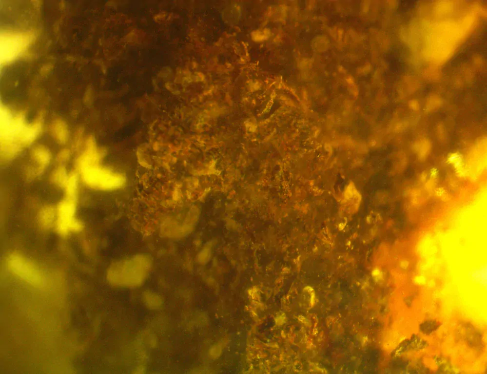 Okno do baltského jantaru PO-37