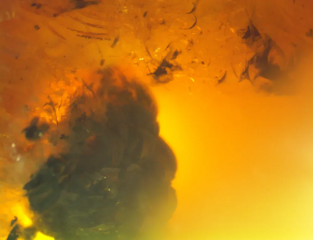 Okno do baltského jantaru PO-62