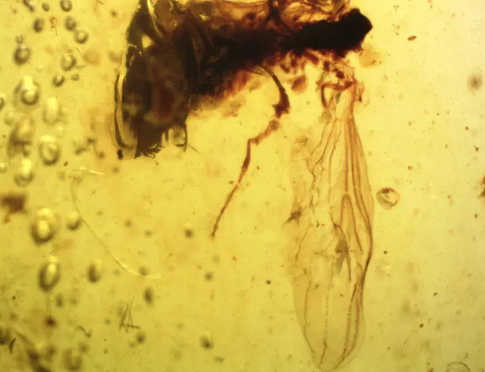 Křídový jantar B-180