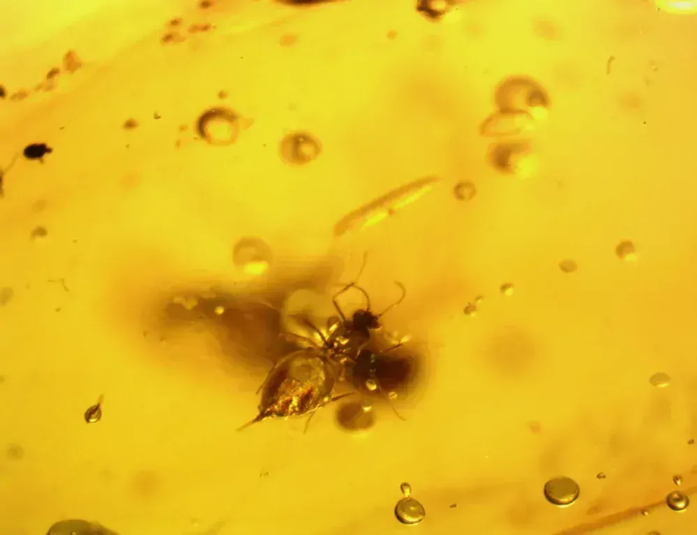  Křídový jantar B-182