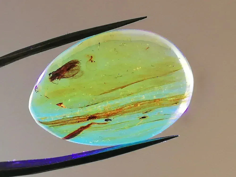 Křídový jantar B-183