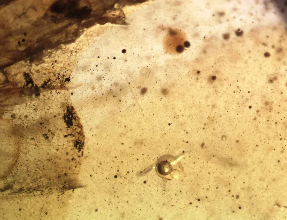   Křídový jantar B-201