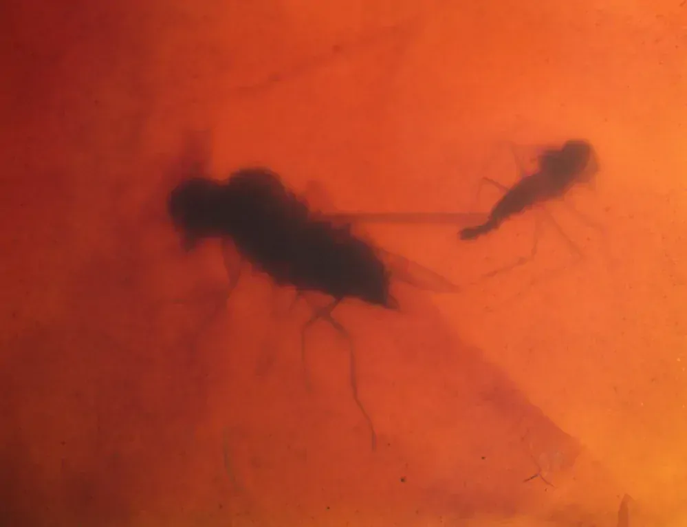   Křídový jantar B-202