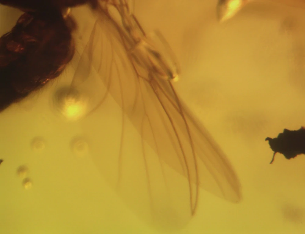  Křídový jantar B-208