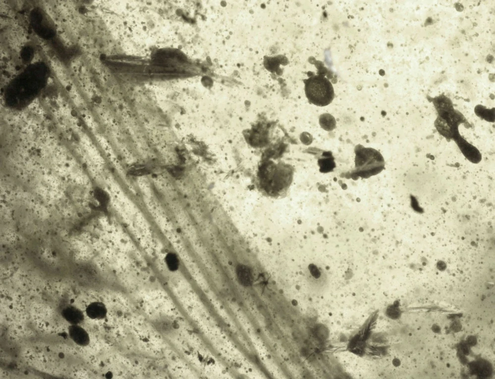 Druhohorní jantar z Myanmaru JKI-20