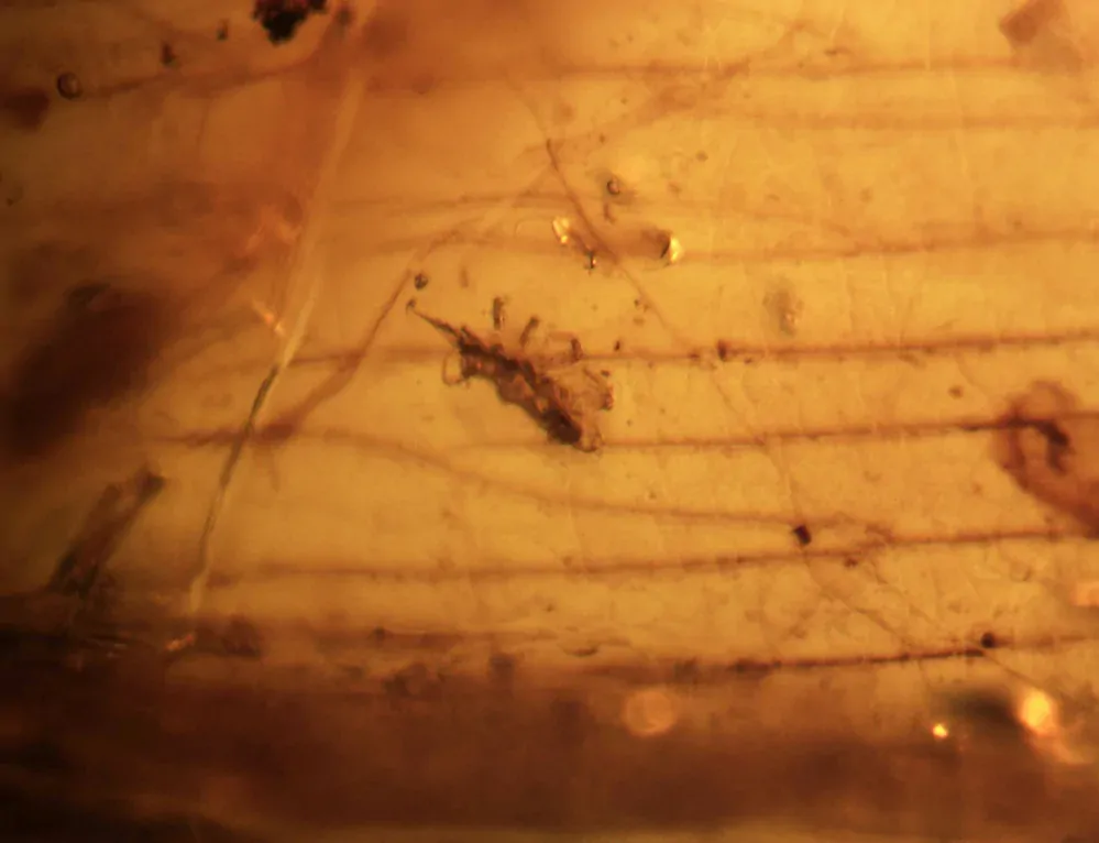 Křídový jantar B-62