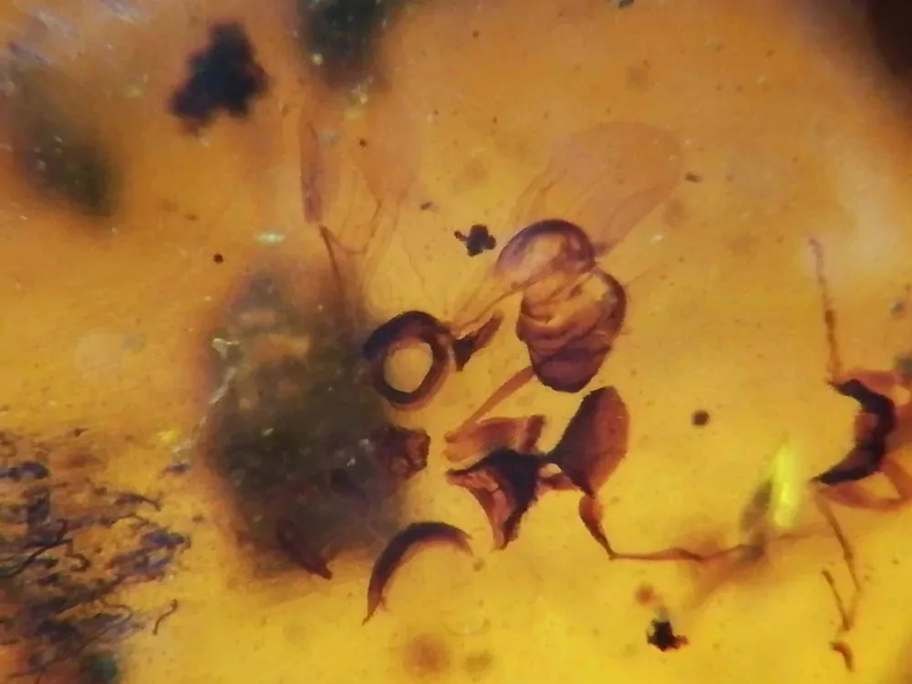 Křídový jantar B-63