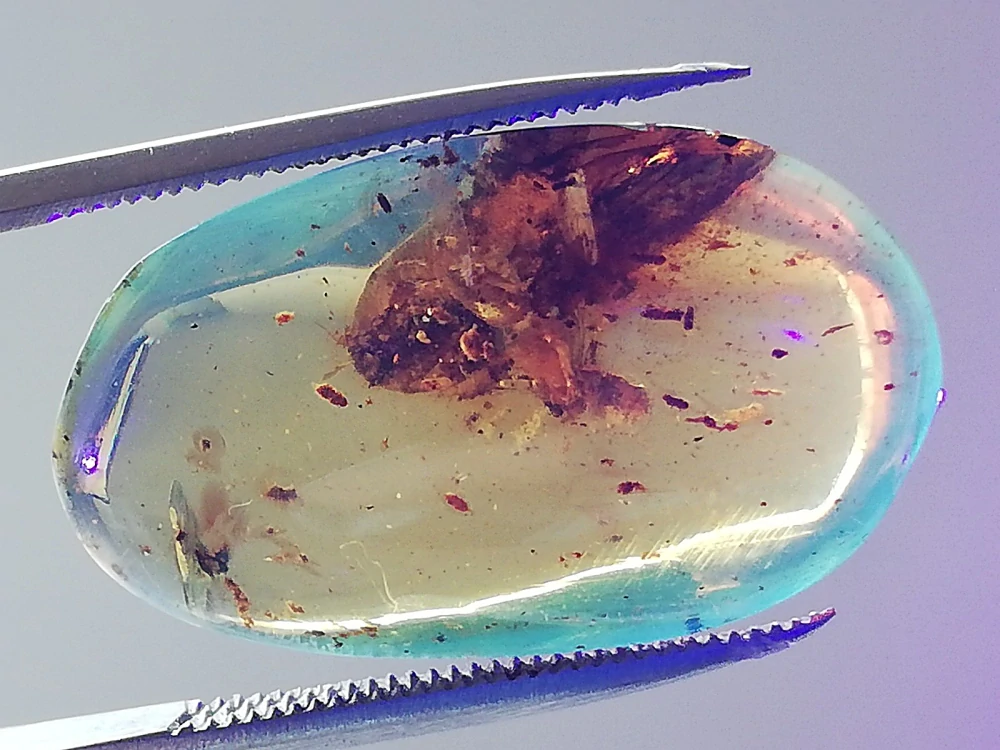 Druhohorní jantar z Myanmaru JHI-1