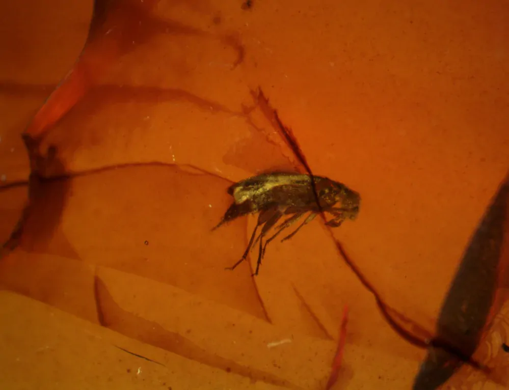 Křídový jantar B-90