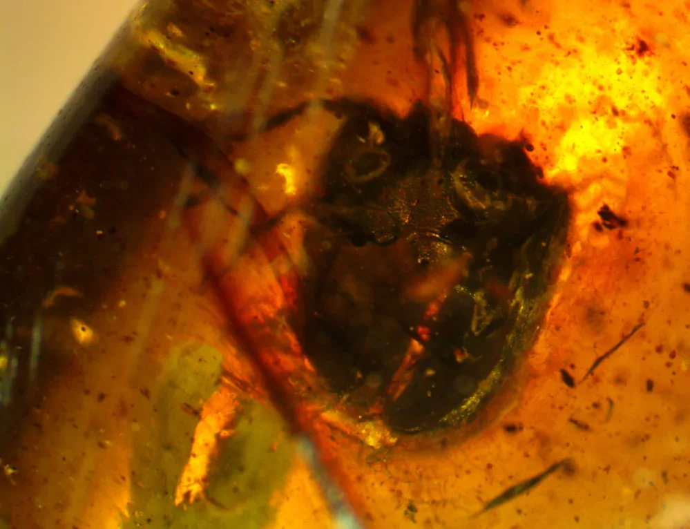 Křídový jantar B-95