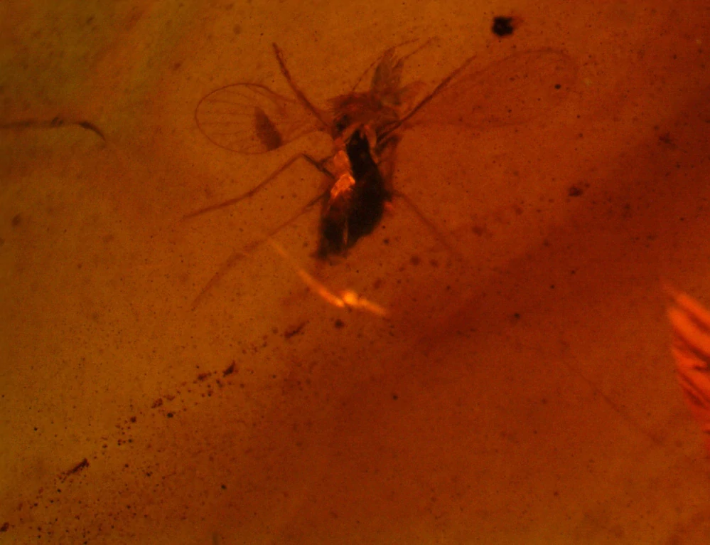 Druhohorní jantar z Myanmaru JHI-15